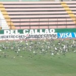 Palmeiras treina na Vila Olimpica no Peru mesmo com a invasão de pombos no campo